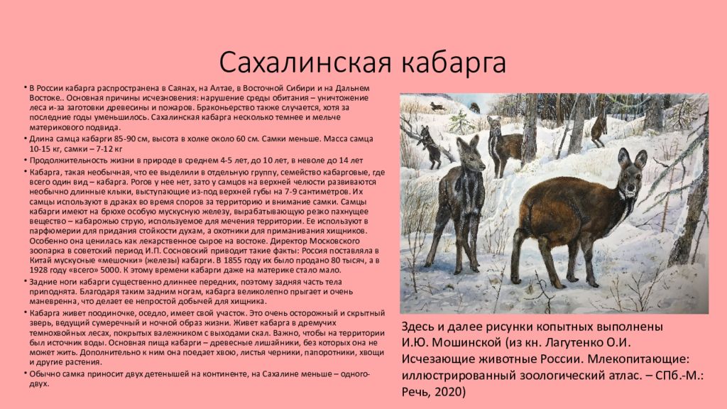 Красная книга сибирской области. Сахалинская кабарга красная книга. Сибирская кабарга красная книга. Сахалинская кабарга краткое описание. Кабарга Сибирская красная книга Кемеровской области.