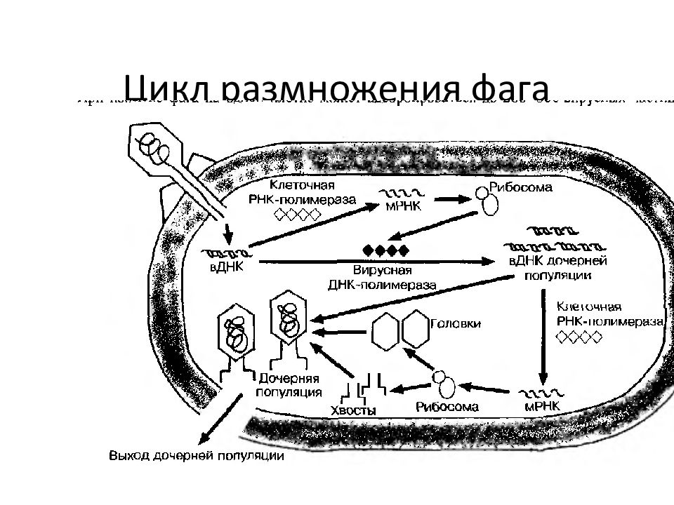 Лизогенный цикл. Литический и лизогенный цикл. Жизненный цикл фага. Размножение фагов. Жизненный цикл бактерий.