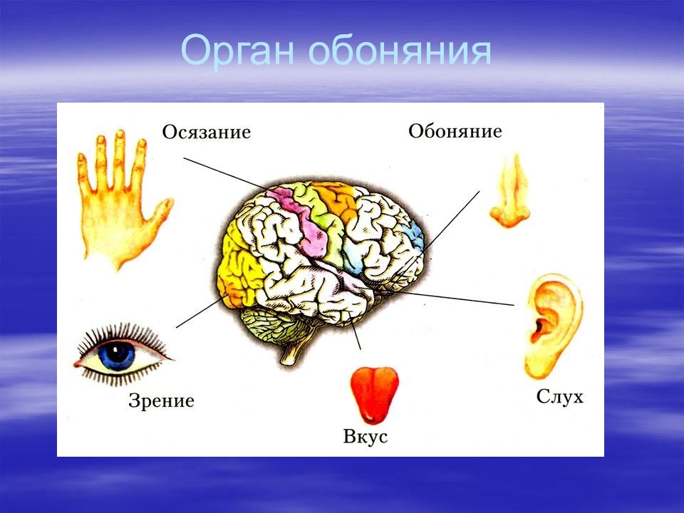 Органы осязания обоняния и вкуса презентация 8 класс драгомилов