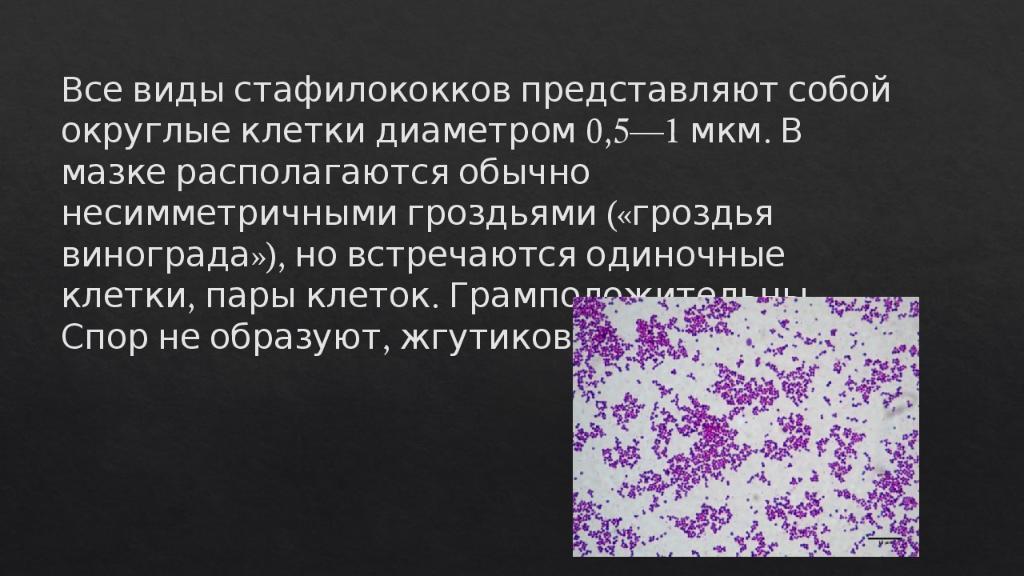 Стафилококк виды. Стафилококк презентация. Стафилококки микробиология. Золотистый стафилококк презентация.