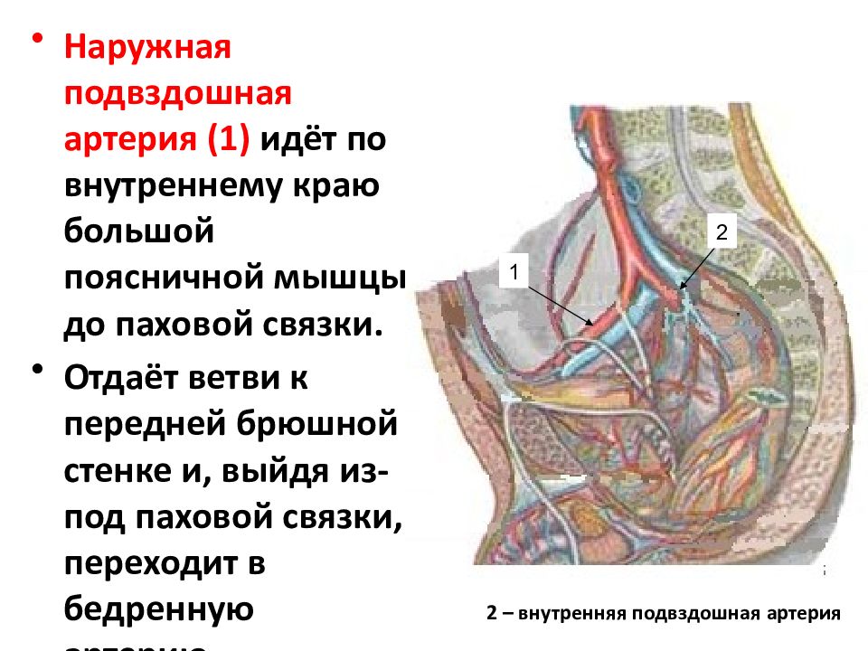 Презентация артериальная система