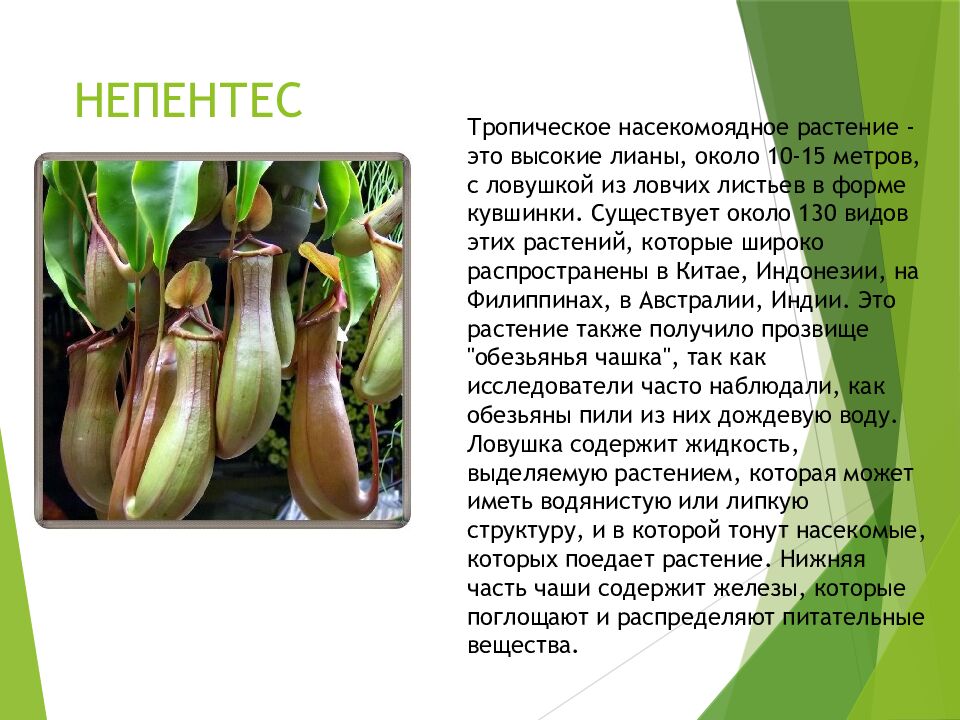 НЕПЕНТЕС