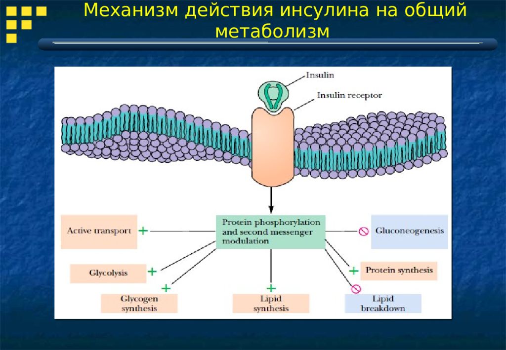 Действие инсулина. Перечислите основные механизмы действия инсулина. Механизм действия инсулина схема. Молекулярный механизм действия инсулина. Механизм действия инсулинов.