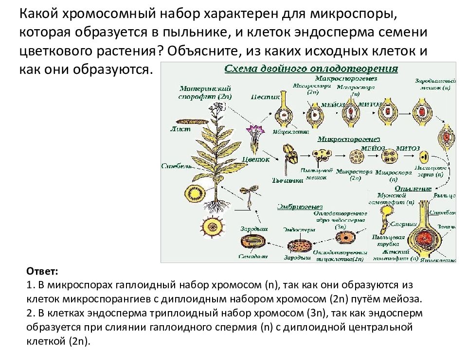 Циклы растений тест. Цикл развития цветковых растений. Циклы развития растений презентация. Жизненный цикл развития растений. Цикл развития растений с полным.