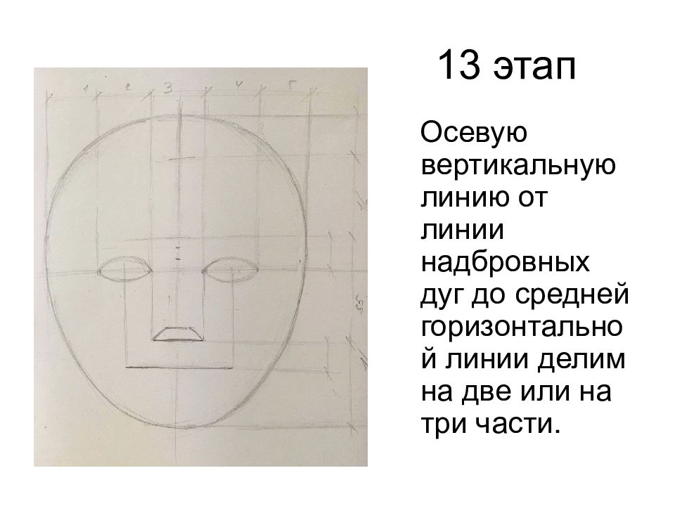 Сколько в среднем весит голова взрослого человека. Схема головы. Пропорции головы. Пропорции головы человека. Рисование головы человека пропорции головы.