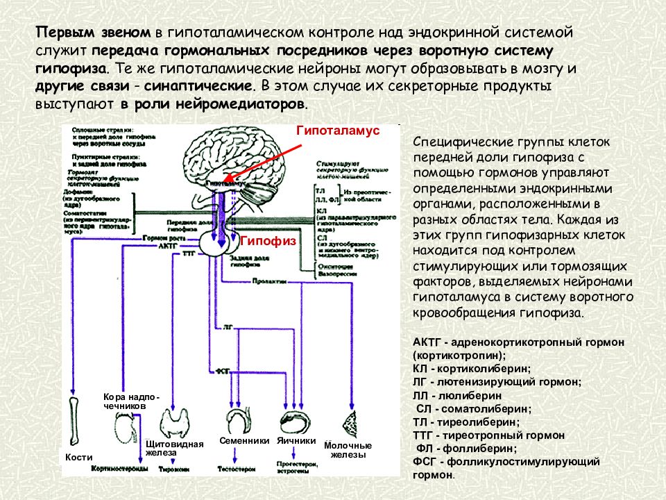 Механизмы соотносительных преобразований органов и систем органов. Регуляция клеточной активности. Укажите механизмы регуляции клетки. Взаимосвязь регуляторных систем организма. Механизмы гормональной регуляции.