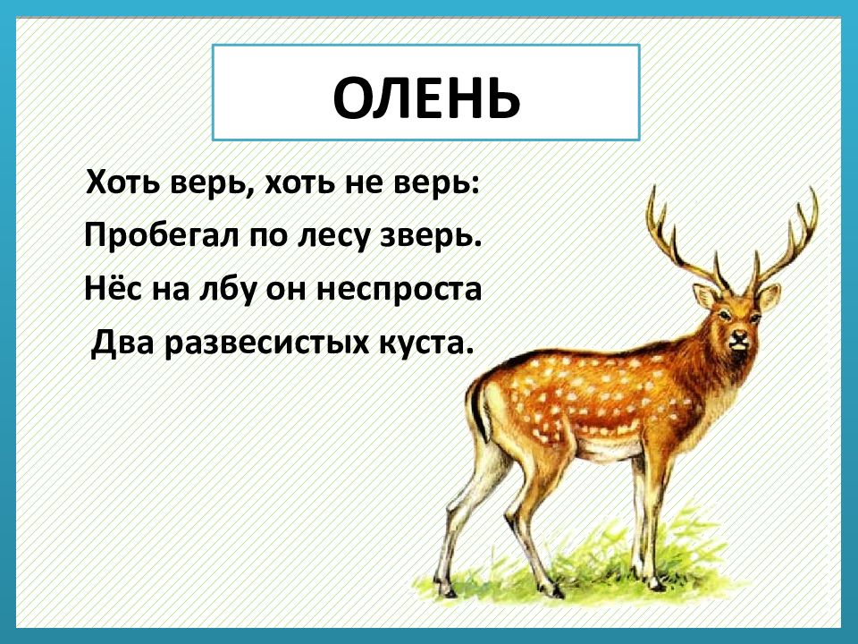 Есть год оленя. Сложные загадки про зверей. Загадки про животных сложные. Загадки про животных 3 класс. 5 Загадок о животных.