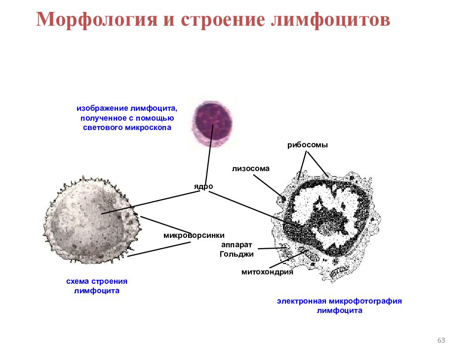 Как обозначаются лимфоциты в крови. Т лимфоциты схема. Лимфоциты строение. Строение т лимфоцитов гистология. Т И Б лимфоциты строение.