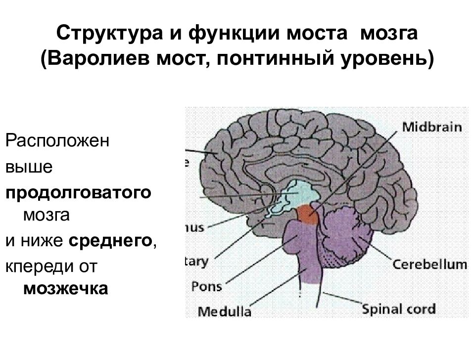 Мост мозга расположен. Строение головного мозга варолиев мост. Функции варолиева моста анатомия. Головной мозг строение варолиев мозг. Отделы головного мозга варолиев мост.