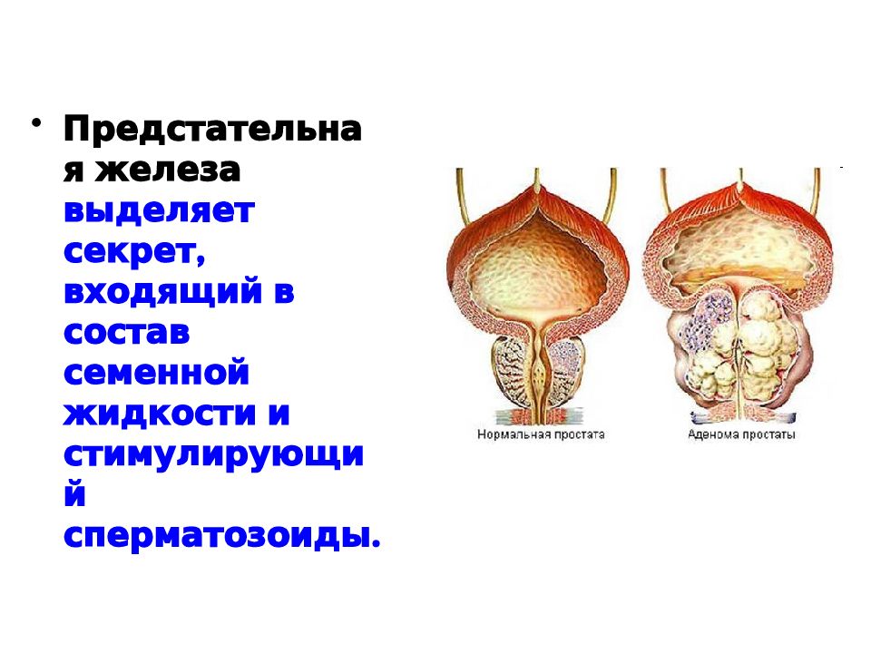 Массаж простаты пробкой. Массаж предстательной железы мужчинам. Железы по выделяемому секрету. Способы выведения секрета железистыми клетками.