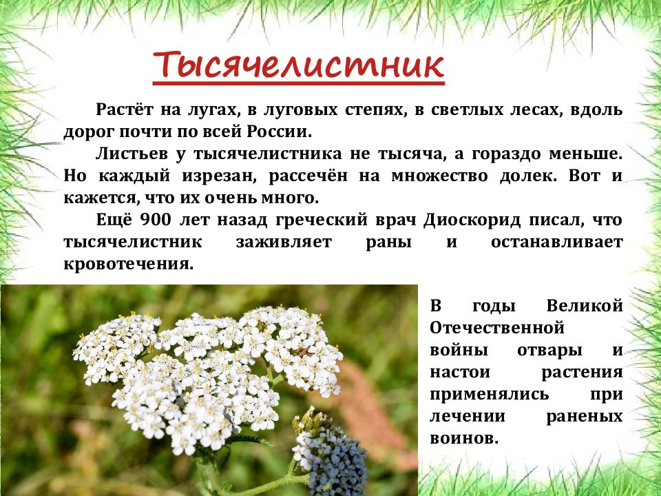 Проект растения луга 2 класс