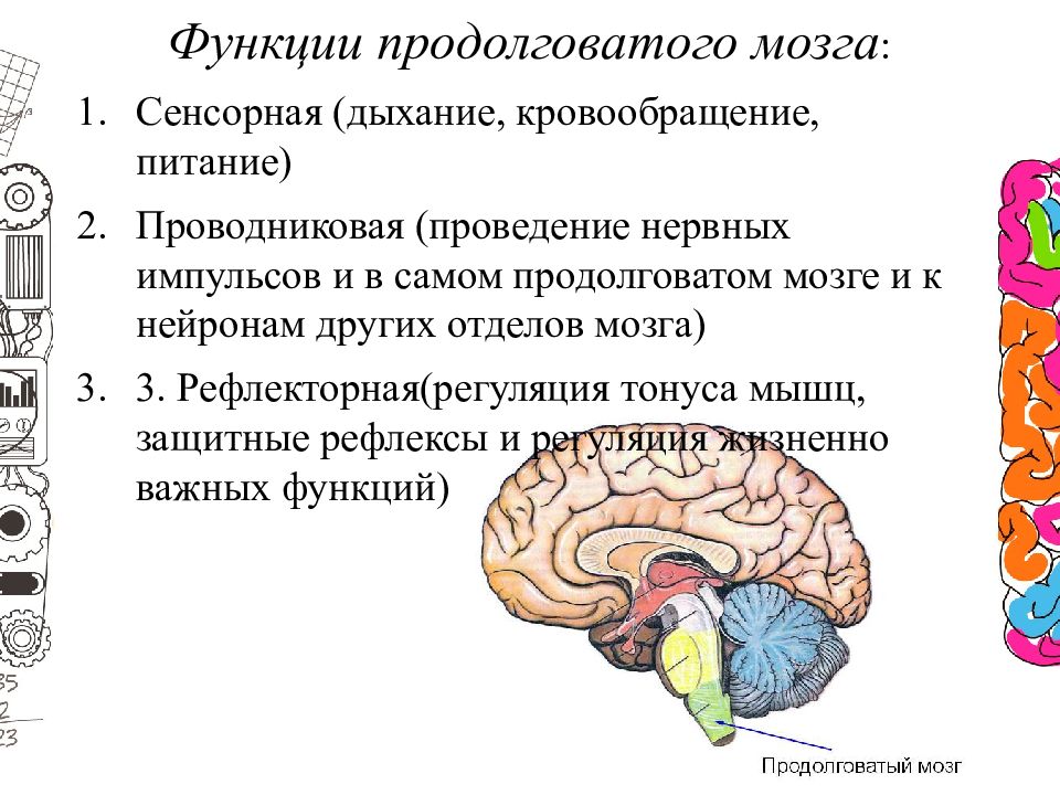 Функции продолговатого мозга 8 класс биология. Функции продолговатого мозга. Функции продолговатого головного мозга. Функции продолговатого мозга – регуляция. Продолговатый мозг отделы функция продолговатого мозга.