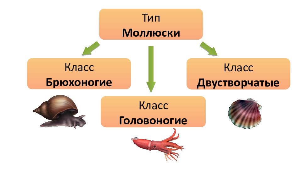Общая характеристика типа Моллюски