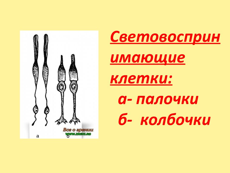 Содержит колбочки и палочки непрозрачная внешняя оболочка. Стишок про палочки и колбочки. Палочки и колбочки сравнение. Палочки и колбочки