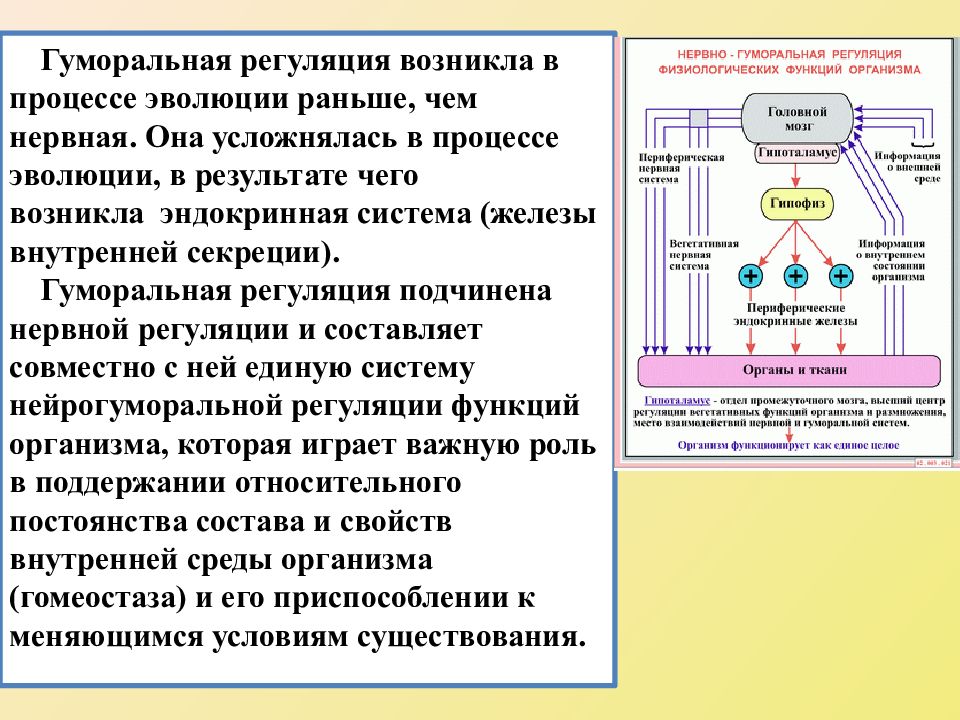 Гуморальная регуляция презентация