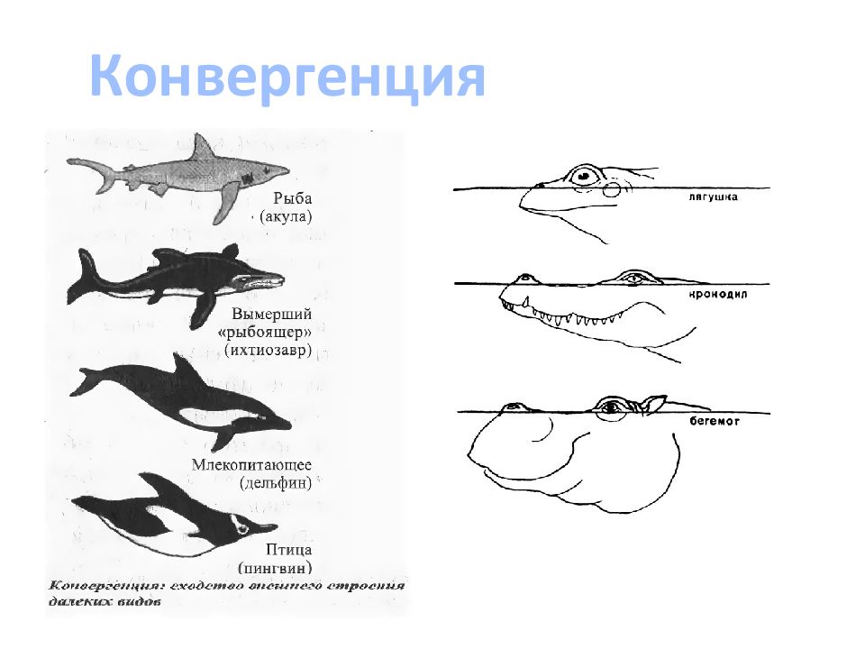 Органы возникающие в результате конвергенции. Конвергенция. Конвергенция акула Ихтиозавр Дельфин. Конвергенция примеры. Конвергенция схема.