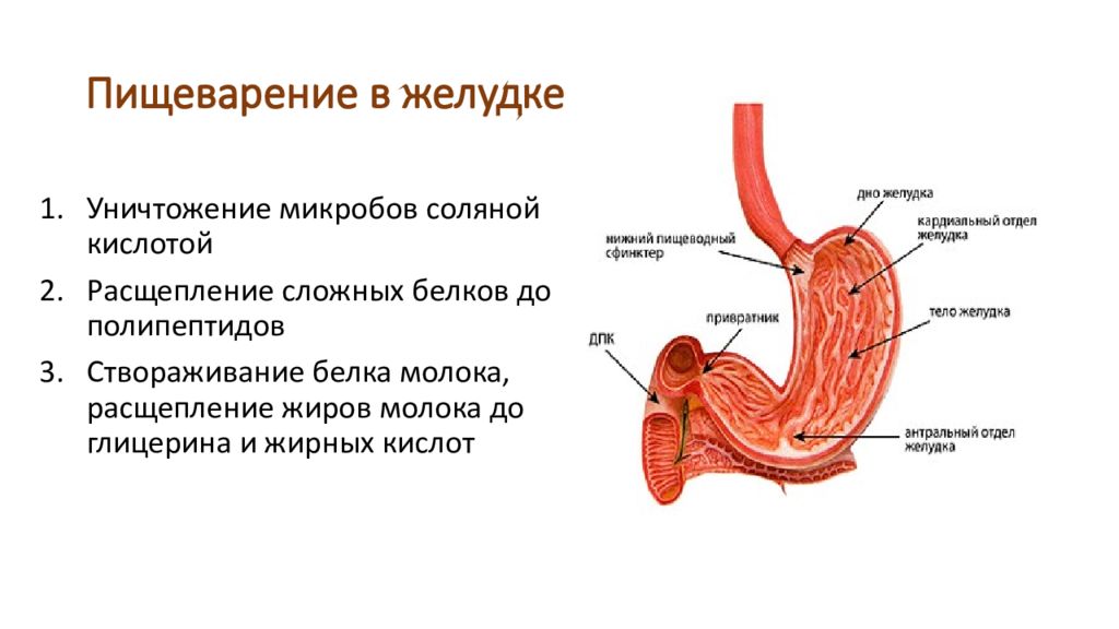 Строение желудка биология. Пищеварение в желудке схема. Пищеварение в желудке и кишечнике .всасывание питательных веществ. Процесс пищеварения в желудке. Строение желудка пищеварение в желудке.
