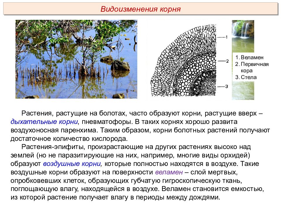 Образованы корень. Видоизменения дыхательных корней. Паренхима первичной коры корня. Дыхательные корни образуются у растений произрастающих в условиях. Растения с дыхательными корнями.