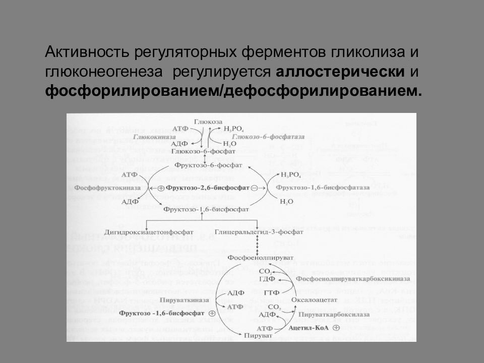 Схема регуляции гликолиза и глюконеогенеза