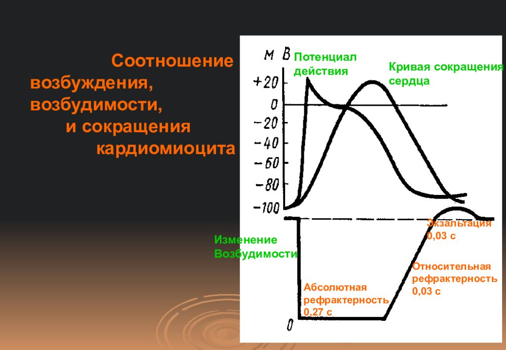 Разные фазы. Соотношение возбуждения и возбудимости сердечной мышцы.. Фазы изменений возбудимости кардиомиоцитов. Динамика возбудимости типичного кардиомиоцита. Фазы возбудимости сердечной мышцы.