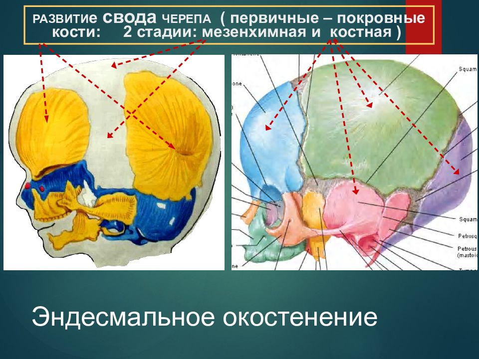 Развитие черепа в онтогенезе. Стадии развития костей черепа. Эндесмальное окостенение. Эндесмальная оссификация это. Сроки окостенения костей черепа.