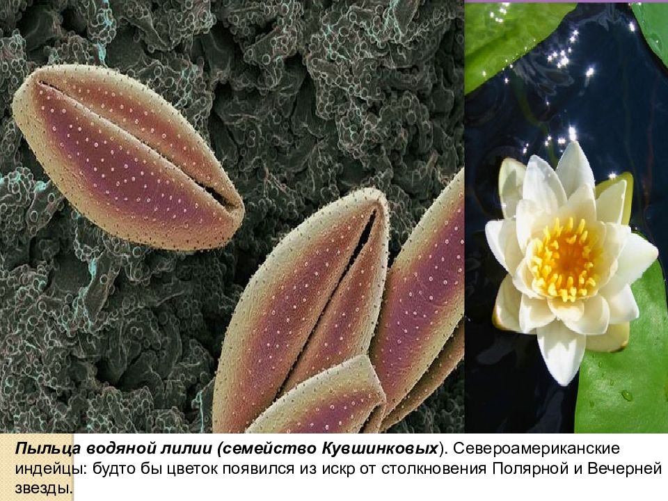 Появление пыльцы. Пыльца лилии. Пыльца растений под микроскопом. Пыльца гречихи. Пыльца лилии под микроскопом.