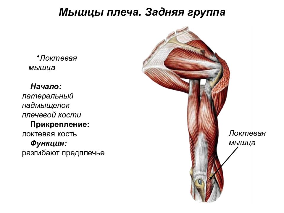 Концы мышц. Мышцы плеча передняя группа задняя группа. Мышцы плеча задняя группа анатомия. Передняя группа мышц плеча. Мышцы плеча сзади.