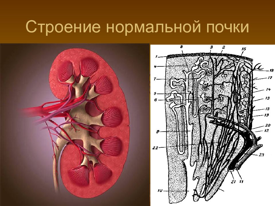 Строение почек фото