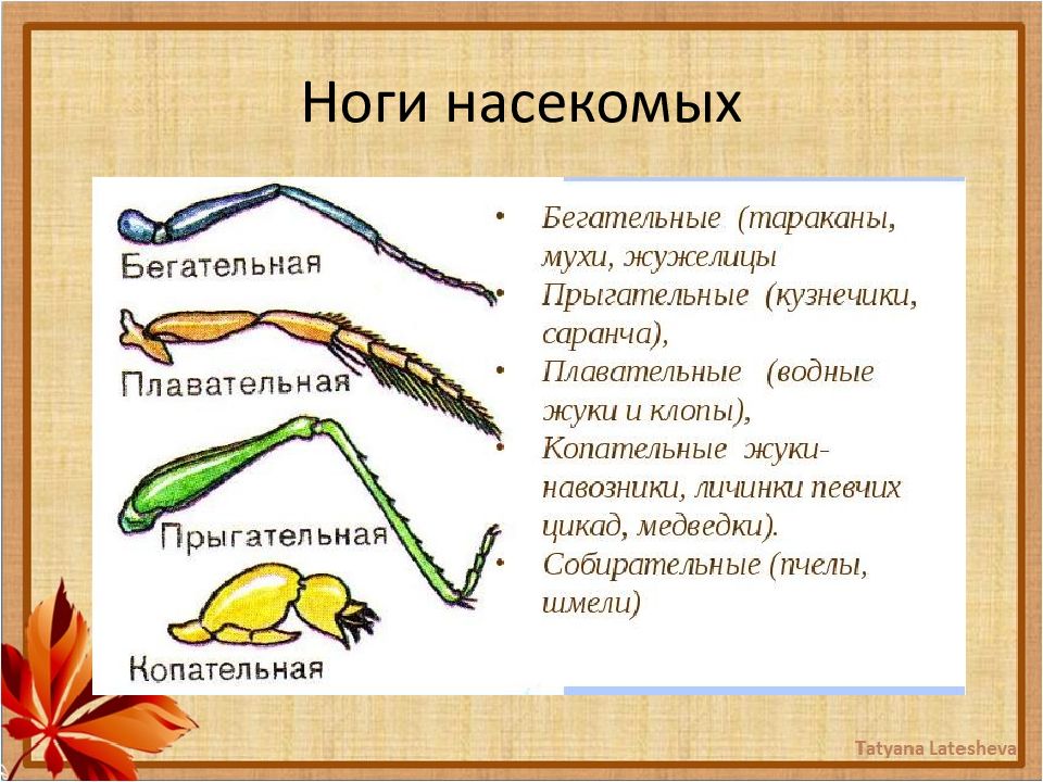 Ноги насекомых