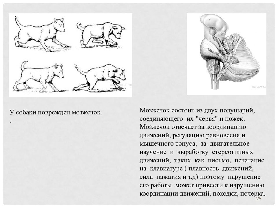 Внд подготовка к егэ презентация