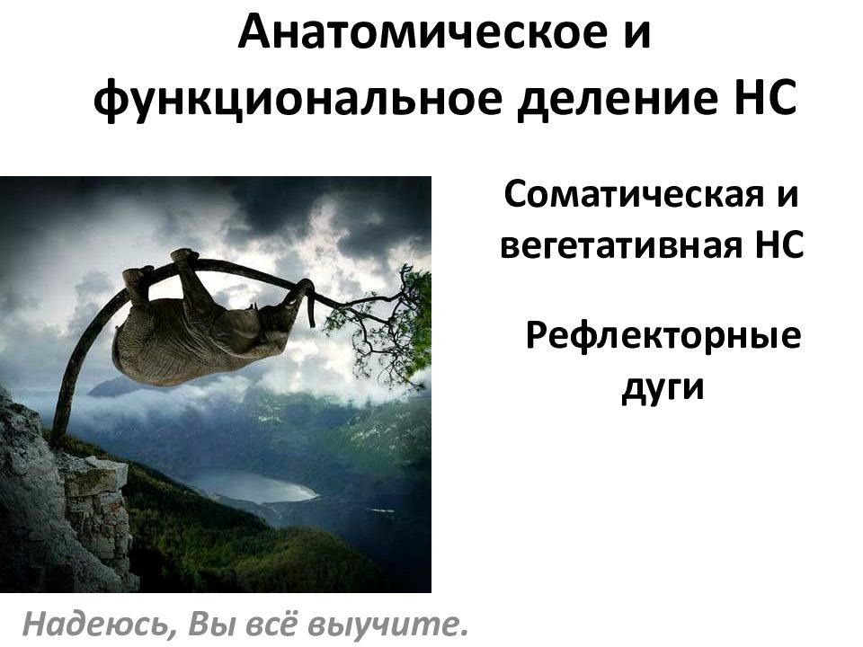 Соматическая и вегетативная НС