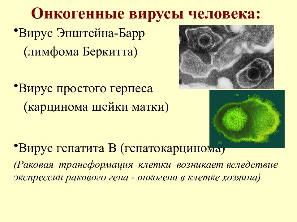 Вирус эпштейн барра у женщин