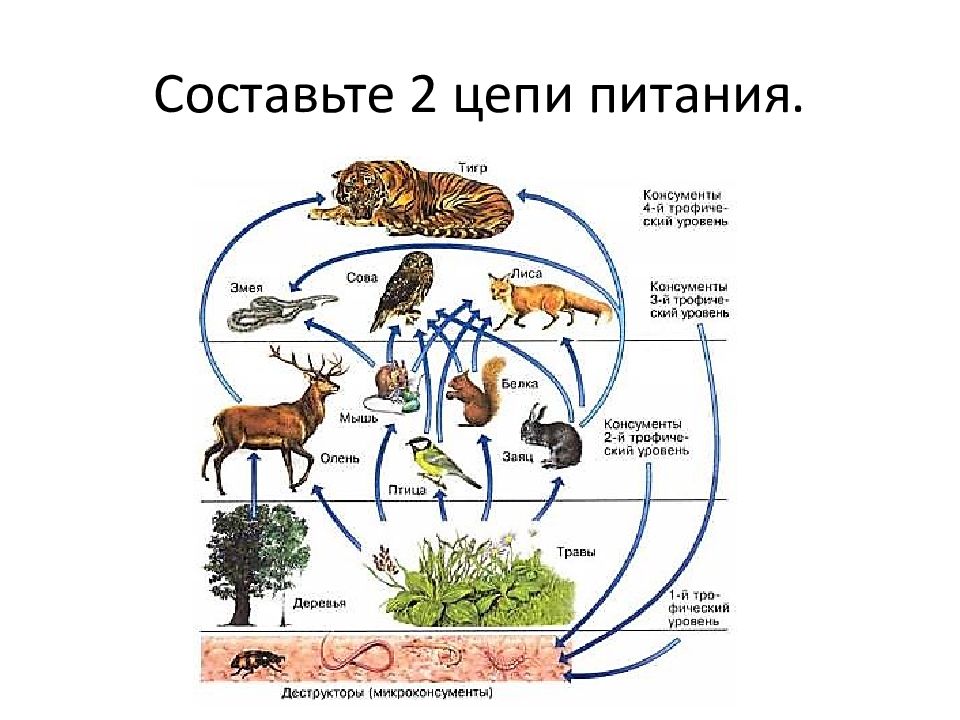 Рассмотрите схему цепи питания какие определения подходят зайцу выберите