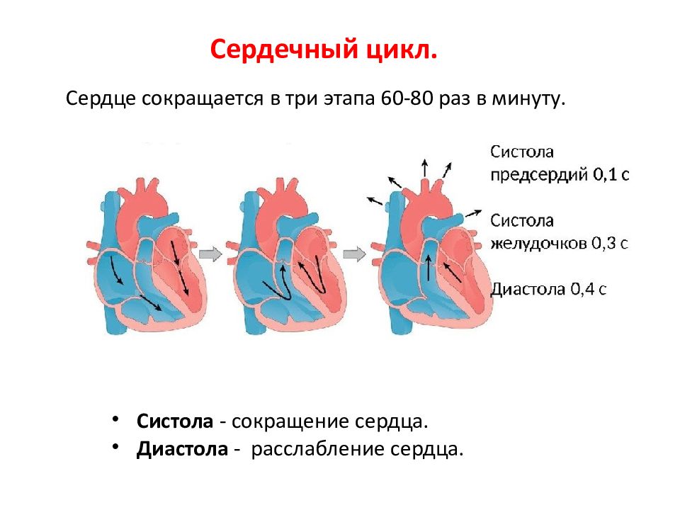 Схема систолы и диастолы