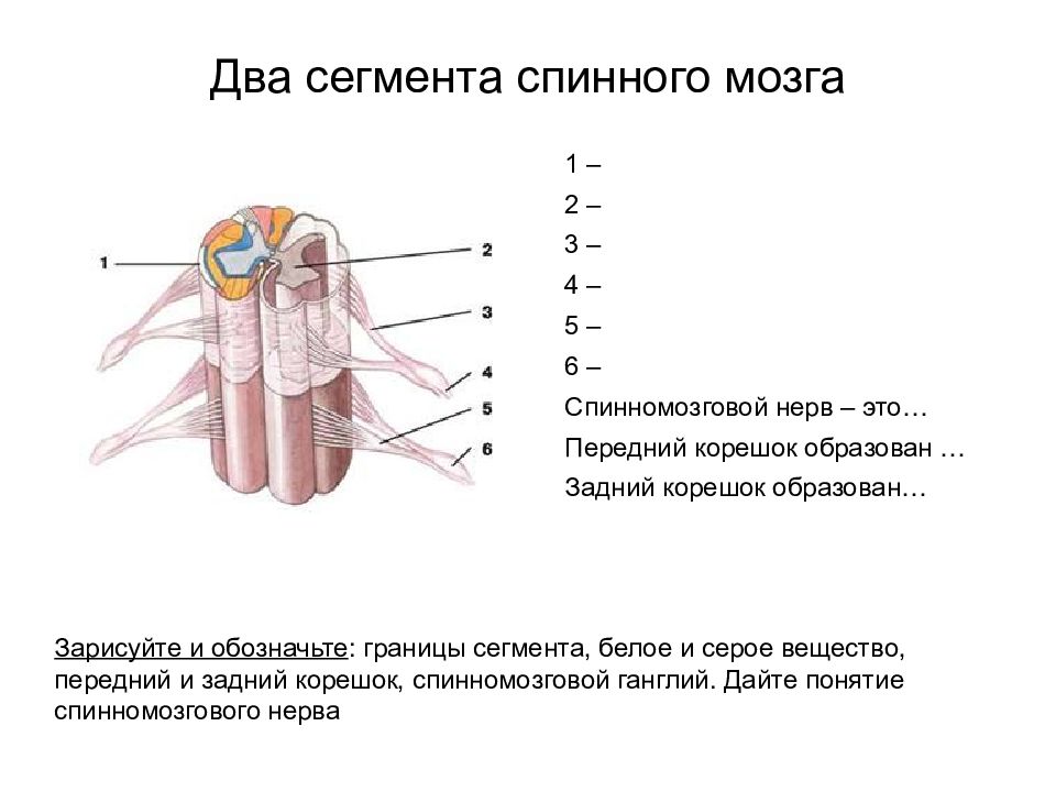 Вещество передний. Нервные узлы спинного мозга. Строение сегмента спинного мозга. Спинномозговой ганглий. Строение сегмента спинного мозга с обозначениями.