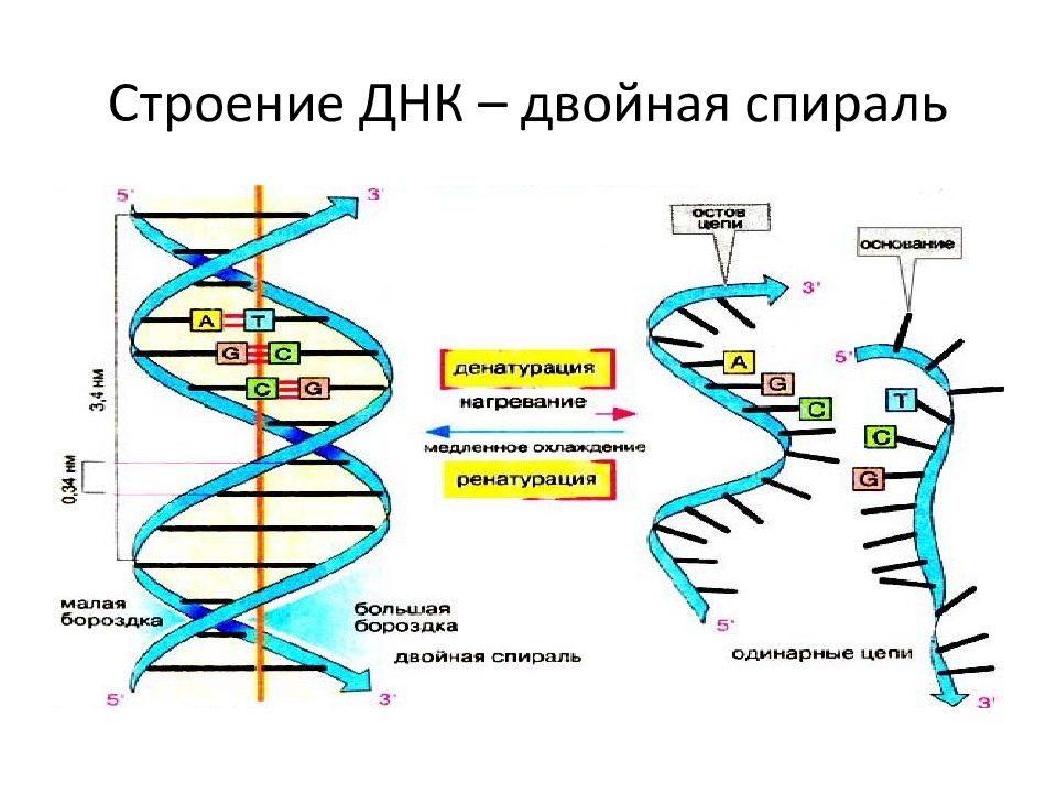 Структура цепи днк. Структура двойной спирали ДНК. Двойная спираль ДНК строение. Схема двойной спирали ДНК. Структуры двойной спирали дезоксирибонуклеиновой кислоты.