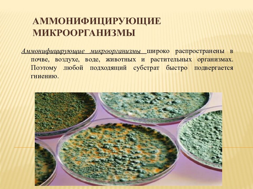 Аммонифицирующие микроорганизмы