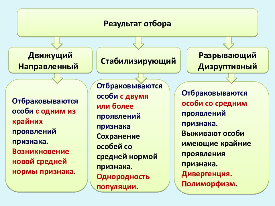 Рассмотрите схему проявления естественного отбора определите вид естественного отбора