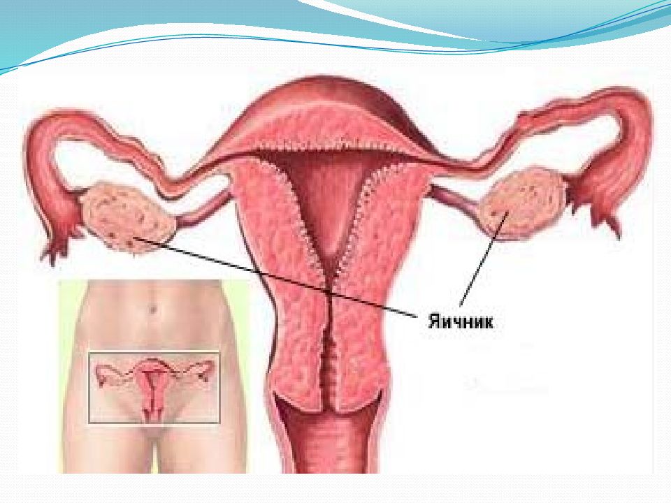 Где находится матка. Расположение придаток и яичников. Яичники в женском организме.