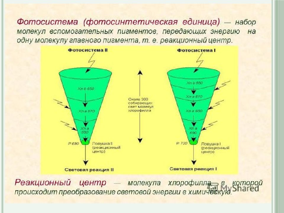 Центр молекул. Строение фотосистемы. Реакционный центр фотосистемы. Схема фотосистемы 1. Фотосистемы растений.