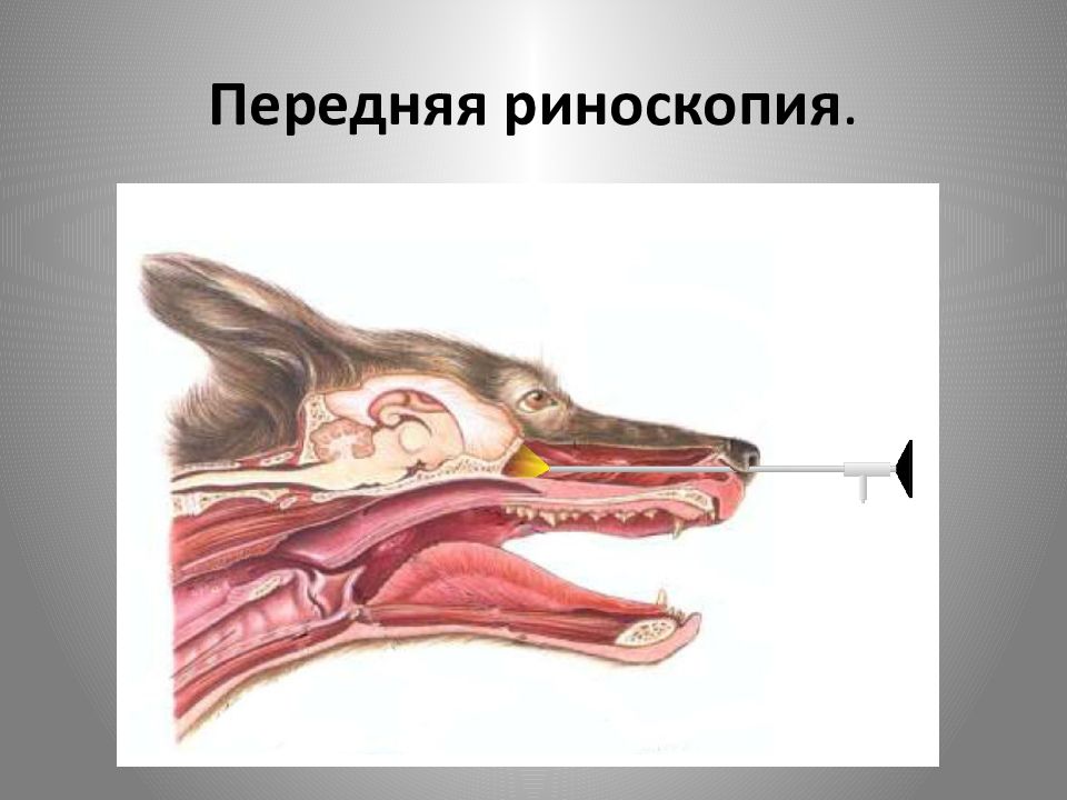 Риноскопия для собаки