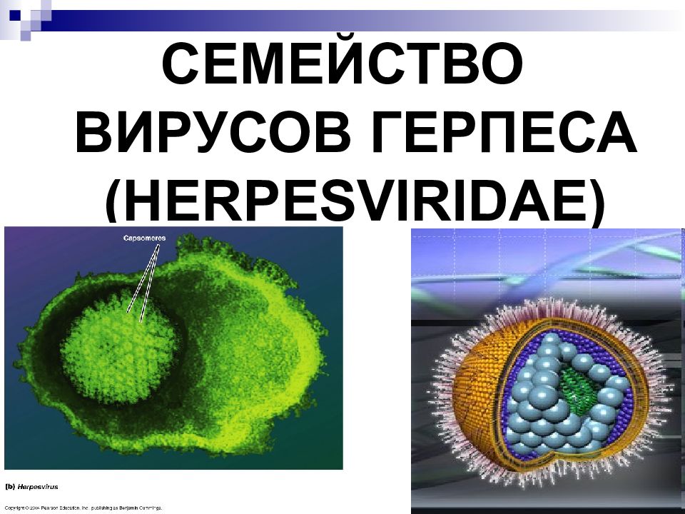 К вирусам герпеса относятся. Вирусы семейства Herpesviridae. Herpesviridae микробиология. Герпесвирусы семейство.