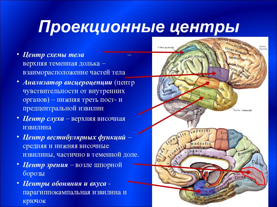 Конечный мозг анатомия презентация