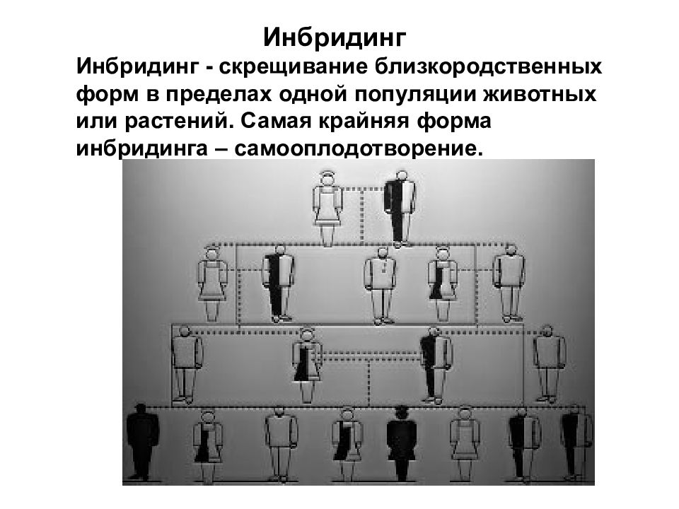 Признаки инбридинга