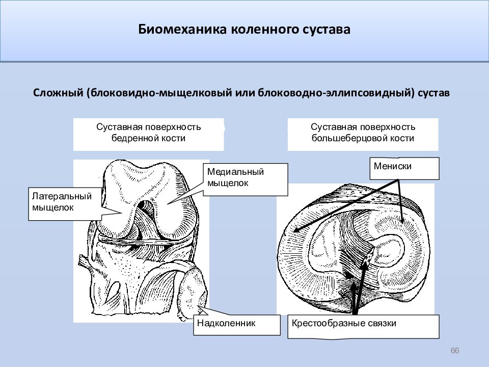 Биомеханика суставов. Коленный сустав биомеханическая характеристика. Коленный сустав строение биомеханика. Биомеханика движения коленного сустава. Коленный СУСТАВБ омеханика.