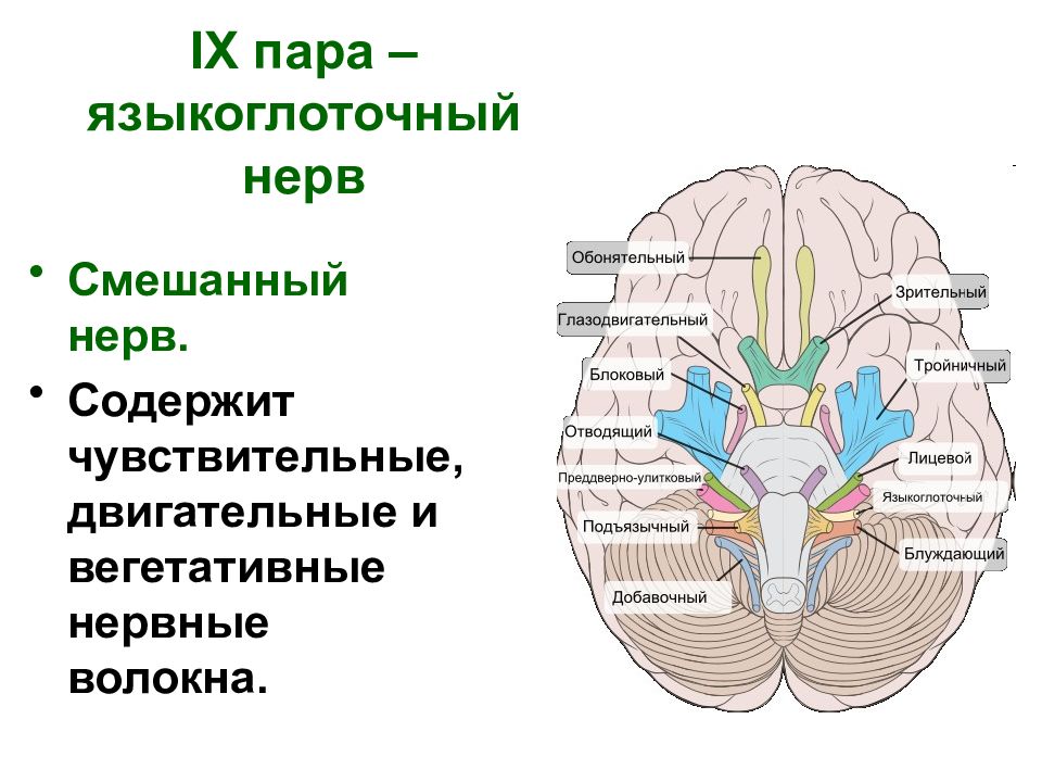 9 пара черепных нервов схема