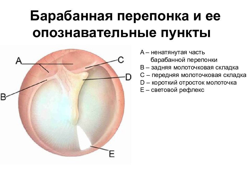 Под каким номером на рисунке обозначена барабанная перепонка