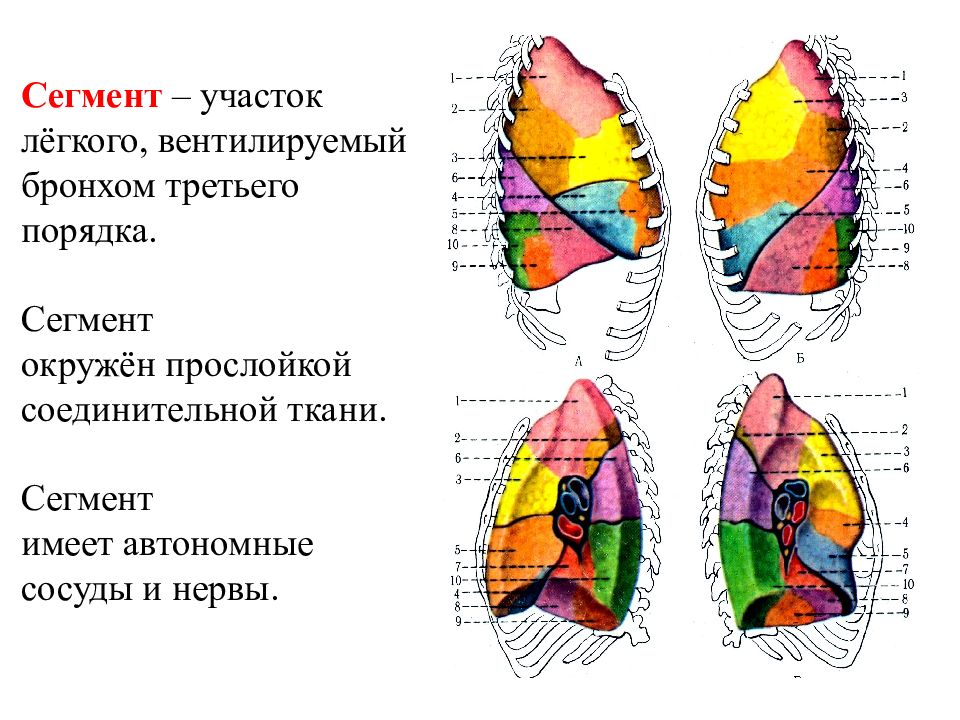 Легкое по сегментам картинки