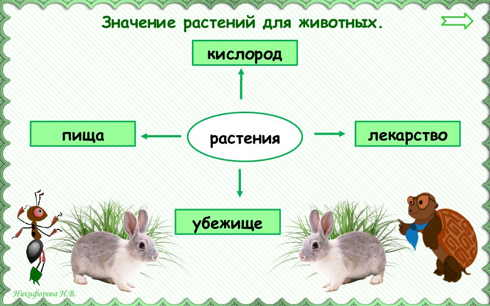 Значение растений в жизни животных. Значение растений для животных.