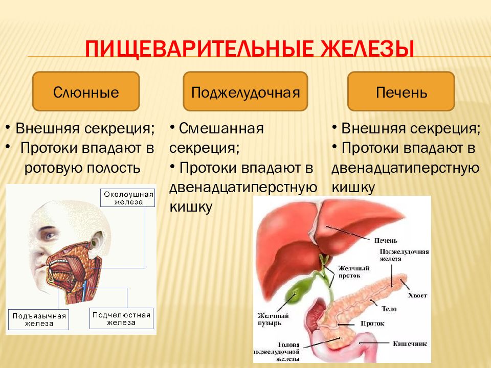 Роль печени в пищеварении презентация